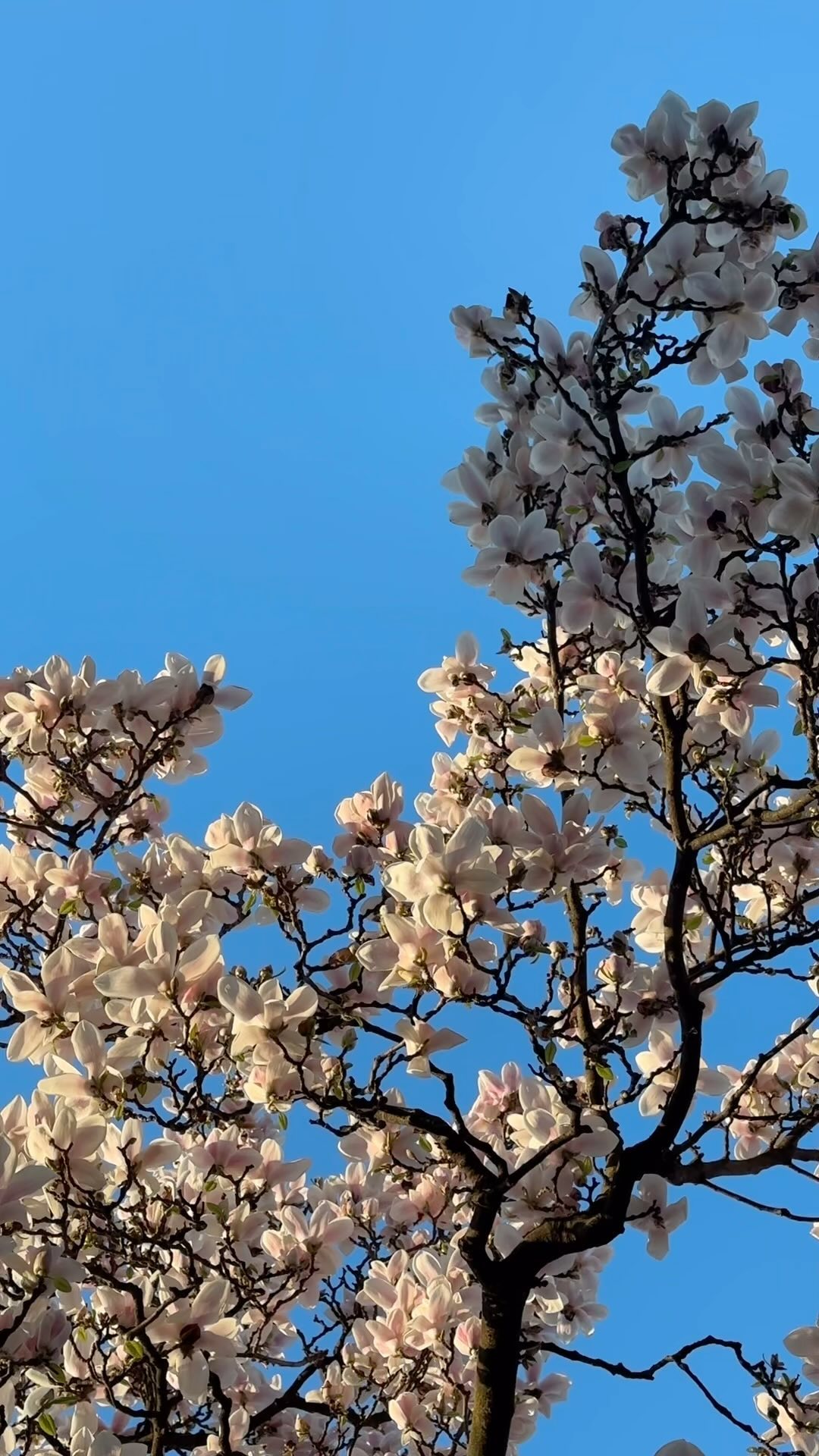 mi piace pensare che la primavera e un bel promemoria di quanto possa essere veramente bello il camb